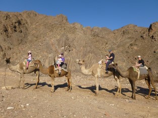 camel
