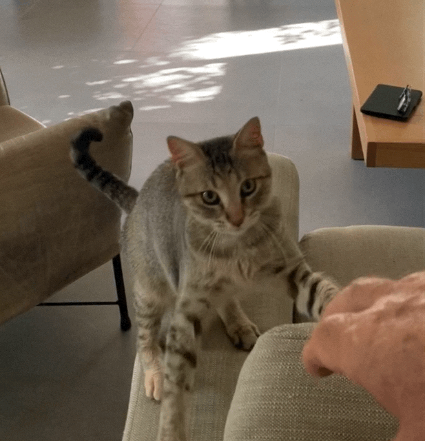 Hand Waving by our Street Cat