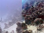 Clear Underwater Vision